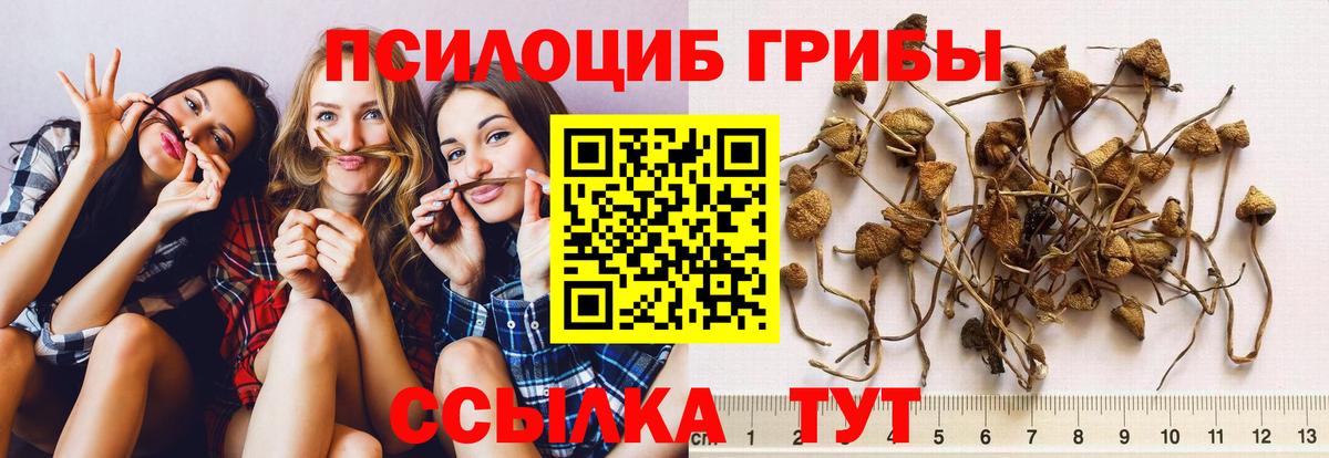 Псилоцибиновые грибы Psilocybine cubensis  Вход с VPN  Вышний Волочёк 